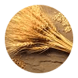 icon1